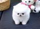Pomeranian Puppies for sale in Arlington, VA 22244, USA. price: NA
