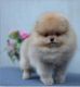 Pomeranian Puppies for sale in Arlington, VA 22244, USA. price: NA