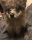 Pomeranian Puppies for sale in Charter Twp of Clinton, MI 48036, USA. price: NA
