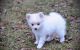 Pomeranian Puppies for sale in Warrenton, VA, USA. price: NA