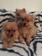 Pomeranian Puppies for sale in Newark, NJ, USA. price: NA