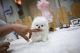 Pomeranian Puppies for sale in Lincoln, NE, USA. price: NA