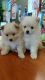 Pomeranian Puppies for sale in Huntsville, AL, USA. price: NA