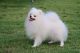 Pomeranian Puppies for sale in Reynoldsville, PA 15851, USA. price: NA