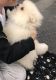 Pomeranian Puppies for sale in Reynoldsville, PA 15851, USA. price: NA