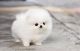 Pomeranian Puppies for sale in Silver Spring, MD, USA. price: NA