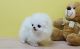 Pomeranian Puppies for sale in Honolulu, HI 96801, USA. price: NA