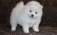Pomeranian Puppies for sale in Duluth, GA, USA. price: $500