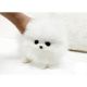 Pomeranian Puppies for sale in US-46, New Jersey, USA. price: NA