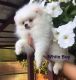 Pomeranian Puppies for sale in Elizabethtown, PA 17022, USA. price: NA