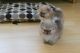 Pomeranian Puppies for sale in Minneapolis, MN, USA. price: $500