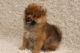 Pomeranian Puppies for sale in Florida Blvd, Baton Rouge, LA, USA. price: $400