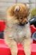 Pomeranian Puppies for sale in New Orleans St, Houston, TX, USA. price: NA