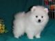 Pomeranian Puppies for sale in CA-111, Rancho Mirage, CA 92270, USA. price: NA