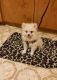 Pomeranian Puppies for sale in St. Louis, MO 63139, USA. price: $500