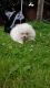 Pomeranian Puppies for sale in Brownfield, TX 79316, USA. price: NA