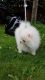 Pomeranian Puppies for sale in Brownfield, TX 79316, USA. price: NA