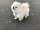 Pomeranian Puppies for sale in Hackettstown, NJ 07840, USA. price: $400