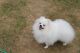 Pomeranian Puppies for sale in Belews Creek, NC 27009, USA. price: NA