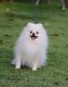 Pomeranian Puppies for sale in Belews Creek, NC 27009, USA. price: NA