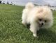 Pomeranian Puppies for sale in Florida Ave NW, Washington, DC, USA. price: $500