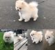 Pomeranian Puppies for sale in Texas St, Fairfield, CA 94533, USA. price: NA
