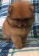 Pomeranian Puppies for sale in NJ-3, Clifton, NJ, USA. price: NA