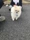 Pomeranian Puppies for sale in Hackettstown, NJ 07840, USA. price: $400