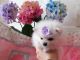 Pomeranian Puppies for sale in Buffalo, NY 14201, USA. price: NA