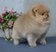 Pomeranian Puppies for sale in Charleston, SC, USA. price: NA