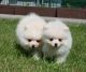 Pomeranian Puppies for sale in Califa St, Los Angeles, CA 91601, USA. price: NA