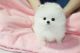 Pomeranian Puppies for sale in Honolulu County, HI, USA. price: $300