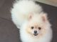 Pomeranian Puppies for sale in Fort Lauderdale, FL 33313, USA. price: $400