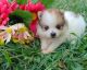 Pomeranian Puppies for sale in NM-418, Deming, NM 88030, USA. price: $400