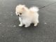 Pomeranian Puppies for sale in Rochester, NY, USA. price: NA
