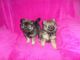 Pomeranian Puppies for sale in Cumming, GA, USA. price: $975