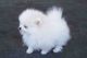 Pomeranian Puppies for sale in Anchorage, AK 99599, USA. price: NA