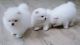 Pomeranian Puppies for sale in Portsmouth Ave, Stratham, NH 03885, USA. price: NA