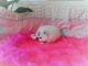 Pomeranian Puppies for sale in Chesterfield Center, Chesterfield, MO 63017, USA. price: NA