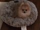 Pomeranian Puppies for sale in Milan, TN 38358, USA. price: NA