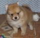 Pomeranian Puppies for sale in Portland, ME, USA. price: $500