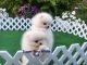 Pomeranian Puppies for sale in Unionville Center, OH 43077, USA. price: NA