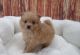 Pomeranian Puppies for sale in St. Louis, MO, USA. price: NA
