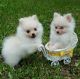 Pomeranian Puppies for sale in Mississippi Ave, Natchez, MS 39120, USA. price: NA