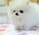 Pomeranian Puppies for sale in 14201 Georgia Ave, Aspen Hill, MD 20906, USA. price: NA