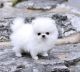 Pomeranian Puppies for sale in Buffalo, NY 14201, USA. price: NA