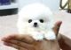 Pomeranian Puppies for sale in Maryland Rd, Willow Grove, PA 19090, USA. price: NA