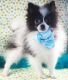 Pomeranian Puppies for sale in 46201 Five Mile Road, Plymouth, MI 48170, USA. price: NA