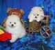 Pomeranian Puppies for sale in Amarillo College Washington Street Campus Ordway Hall Sidewalk 1, Amarillo, TX 79109, USA. price: NA
