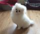 Pomeranian Puppies for sale in Joint Base Andrews, MD 20762, USA. price: NA